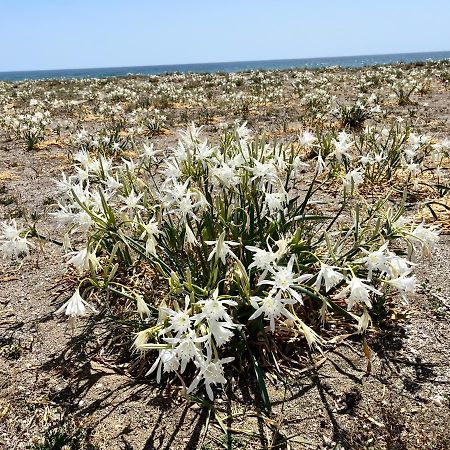 Alboran Hils Manilva Beach Dış mekan fotoğraf